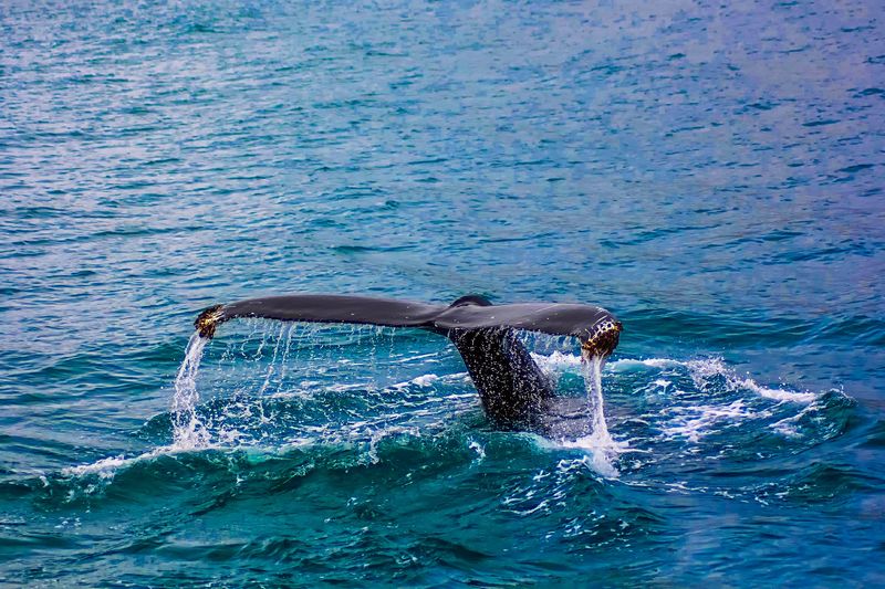 From Ignorance to Wonder: How Roger Payne Made the World Listen to Whales